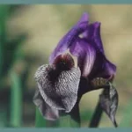 Iris regelio-oncocyclus &lsquo;Dardanus&rsquo; — photo 2