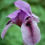 Iris regelio-oncocyclus ‘Dardanus’ — aril