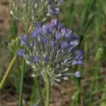 Allium caesium