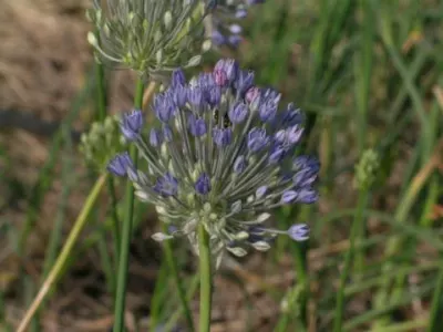 Allium caesium