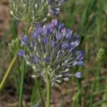 Allium caesium