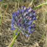 Allium caesium — Allium