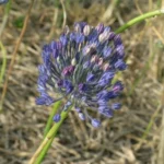 Allium caesium — photo 2