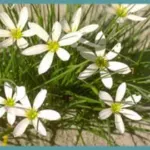 Zephyranthes candida — photo 5