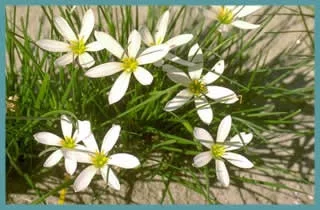 Zephyranthes candida