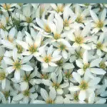 Zephyranthes candida — photo 6
