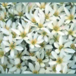 Zephyranthes candida — photo 2