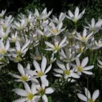 Zephyranthes candida — photo 7
