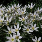 Zephyranthes candida — photo 3