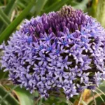 Scilla peruviana type /100 Cal.14+