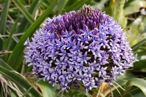 Scilla peruviana type /100 Cal.14+