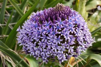 Scilla peruviana type /100 Cal.14+