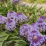 Scilla peruviana type /100 Cal.14+ — Scilla