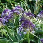 Scilla peruviana type /100 Cal.14+ — Grand Bleu