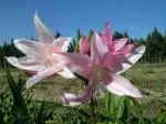 Amarcrinum howardii /20 gros calibre