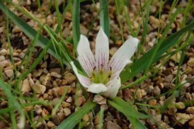 Androcymbium europeanum