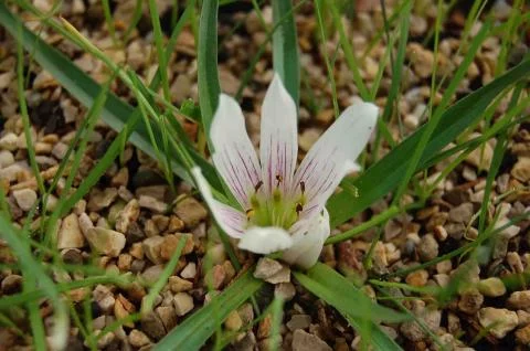 Androcymbium europeanum