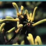Anigozanthos flavidus
