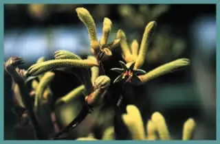 Anigozanthos flavidus