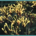 Anigozanthos flavidus — Anigozanthos