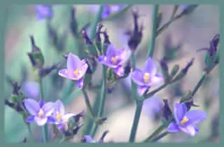 ARISTEA GENERAL