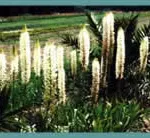 Eremurus a general