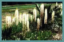 Eremurus a general