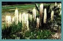 Eremurus a general