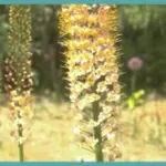 Eremurus a general — photo 2