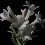 Polianthes tuberosa (botanique, simple)