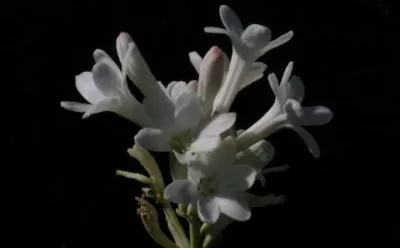 Polianthes tuberosa (botanique, simple)