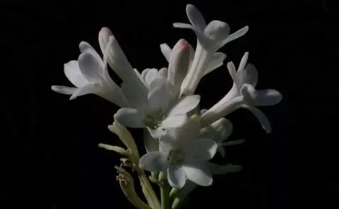 Polianthes tuberosa (botanique, simple)