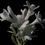 Polianthes tuberosa (botanique, simple)