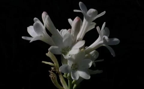 Polianthes tuberosa (botanique, simple)