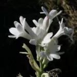 Polianthes tuberosa (botanique, simple) — Polianthes