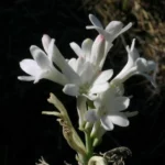 Polianthes tuberosa (botanique, simple) — photo 2