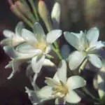 Polianthes tuberosa (botanique, simple) — tuberosa