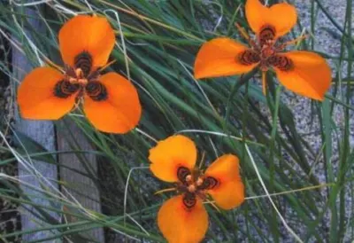 Moraea neopavonia