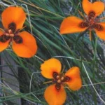 Moraea neopavonia