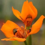 Moraea neopavonia — photo 2
