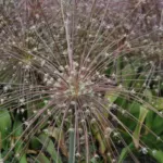 Allium schubertii