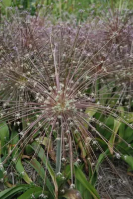 Allium schubertii