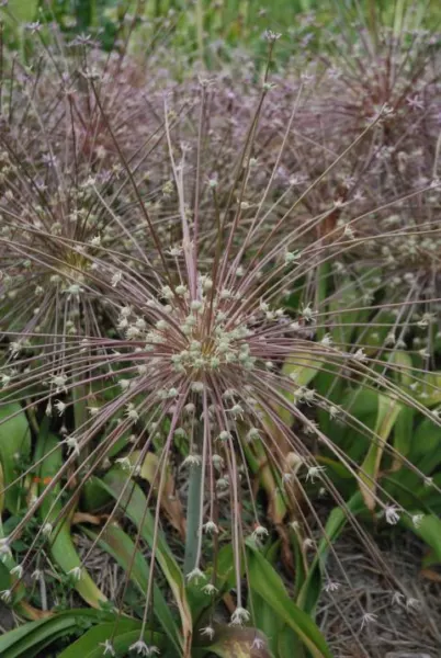 Allium schubertii