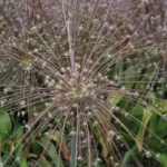 Allium schubertii