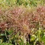 Allium schubertii — photo 2