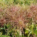 Allium schubertii — photo 2