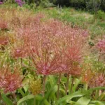 Allium schubertii — photo 4