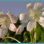 Crinum moorei ‘Album’ /50