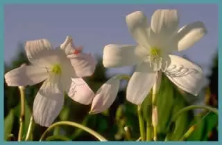 Crinum moorei &lsquo;Album&rsquo; /50