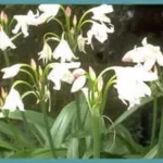Crinum moorei ‘Album’ /50 — photo 2